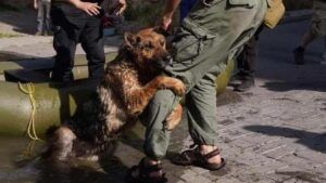 Patron Pet Center примет на содержание домашних животных из зоны бедствия в Херсонской области