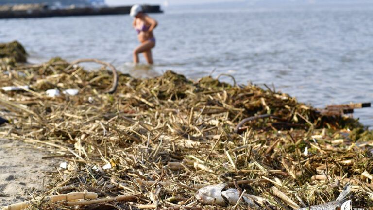 Эколог рассказал, чем грозит снижение уровня солености воды в Черном море