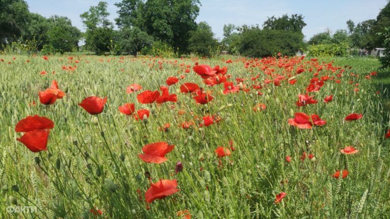 Погода у липні 2024