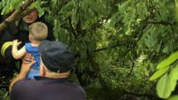 У Самборі дерево впало на автомобіль 29 серпня 2023