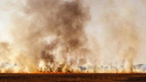 Суха трава, пожежа