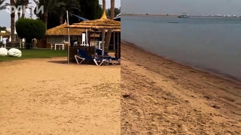 Откусила руку: в Египте акула напала на туристку на пляже