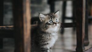 кошеня кіт