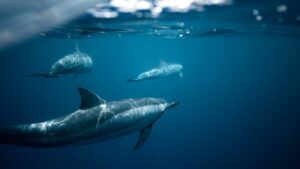 Бойовий дельфін – на що здатні, які в них завдання, як РФ використовує для захисту Чорноморського флоту в Криму