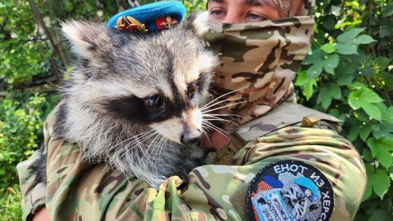 Россиянин, похитивший енота из Херсона, пожаловался на кражу животного своим же помощником