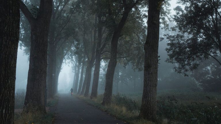 Ліс