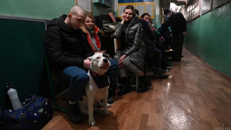 Собака в укритті, тіварини в укриття, укриття