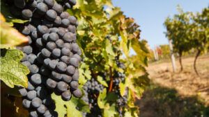 Гранты на бизнес в Украине — еРобота — виноградники и садоводы