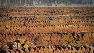 что такое торфяники