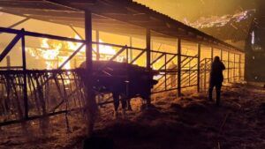На Днепропетровщине сгорела конеферма: погибло более 140 животных пожежа