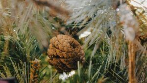 за скільки можна придбати новорічну ялинку у 2024 році