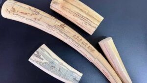 бивні моржа