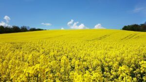 як отримати земельну ділянку у 2026 році