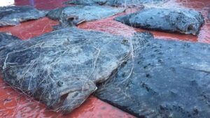 Російські браконьєри