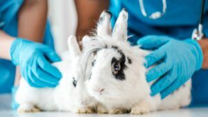 вчені створили діючий протез пеніса