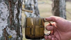 штраф за березовий сік,