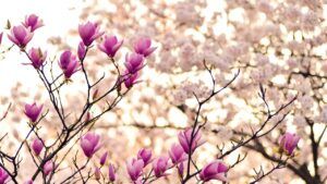 Весна, цвіте магнолія, погода в Україні