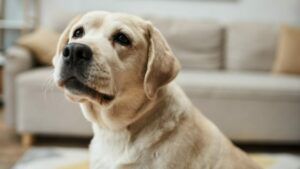 собаки можуть винюхувати небезпечні бактерії