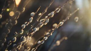 лазарева субота