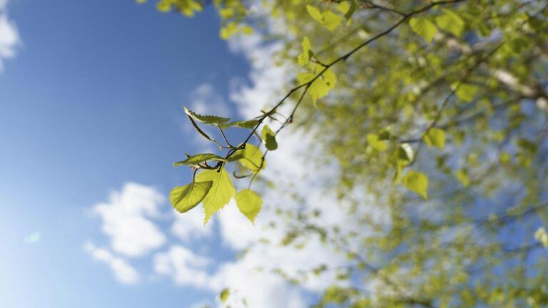 яке свято 6 квітня