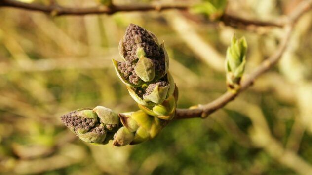 Яке свято 7 квітня 2025 року