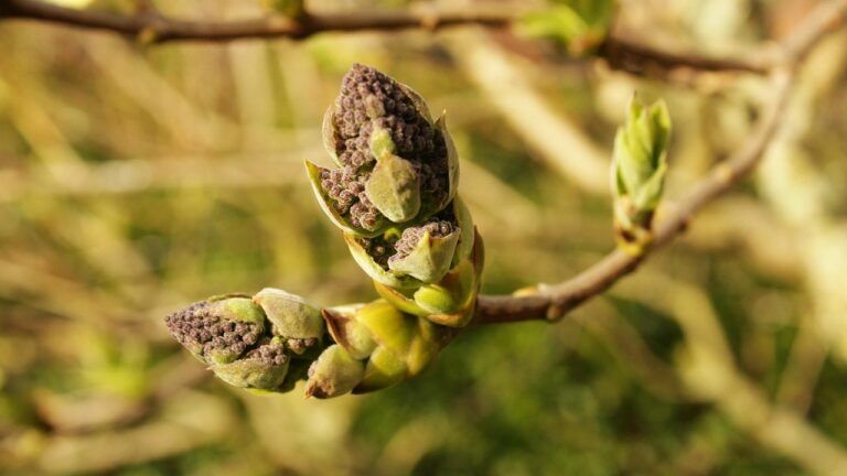 Яке свято 7 квітня 2025 року