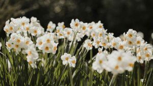 яке свято 8 квітня 2025