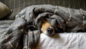 собаки передбачають небезпечний грибок