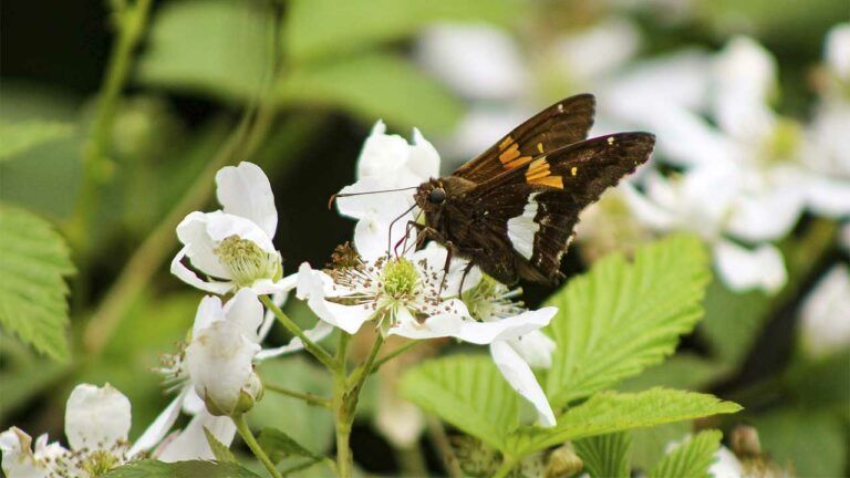 яке свято 14 квітня