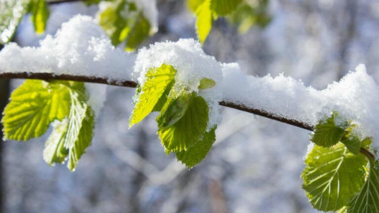 Яке свято 15 квітня 2025 року