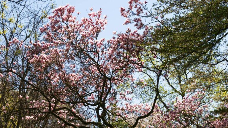 Яке свято 20 квітня 2026 року