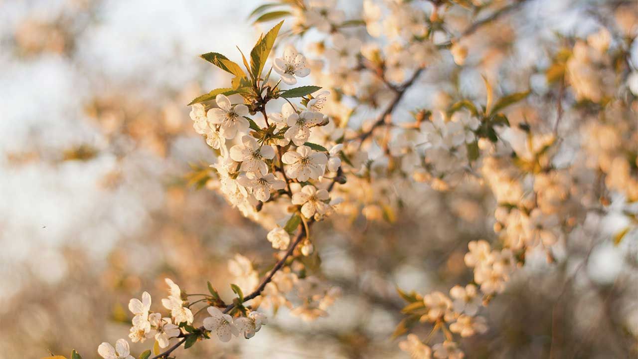 Яке свято 22 квітня 2026 та що віщує сонячна погода