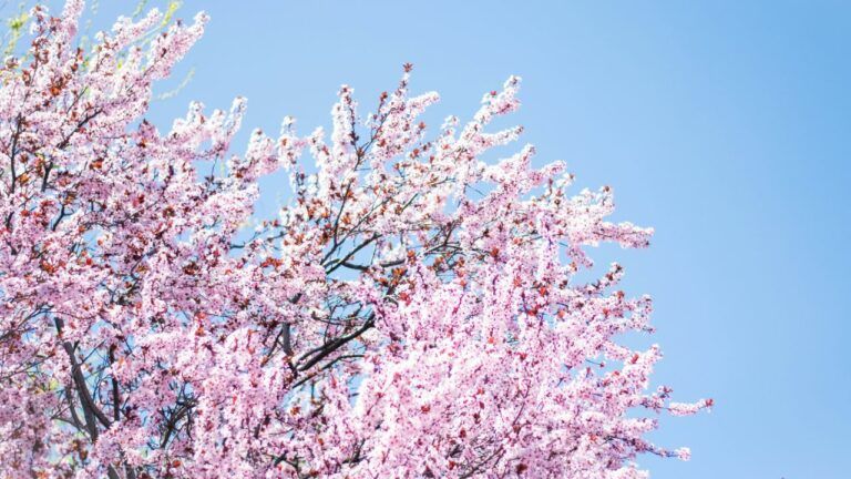 Яке свято 23 квітня 2025