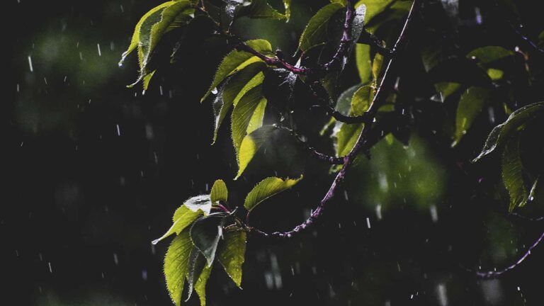 свято 24 квітня