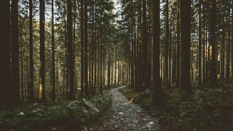 яке свято 26 квітня 2025