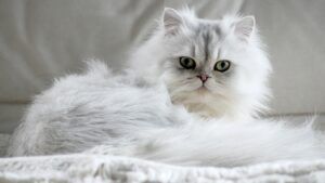 перська кішка White persian cat