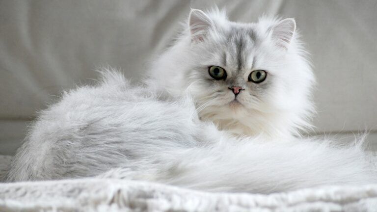 перська кішка White persian cat