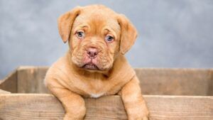 песик, рак, дослідження