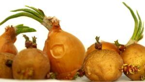 чи можна їсти пророслі овочі