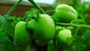 скручиваются листья на помидорах,