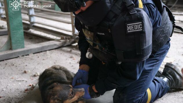 У Кременчуці врятували собак