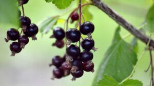 скільки коштує кілограм смородини в Україні