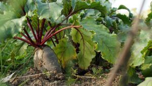 У РФ прогнозують дефіцит овочів – ЦПД