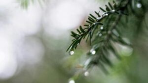 Погода у вересні в Києві