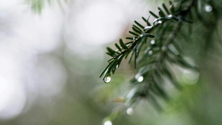 Погода у вересні в Києві