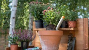 розмарин проти деменції