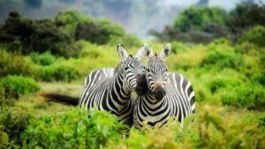 шнобелевська премія 2025