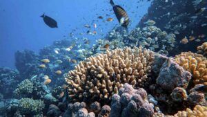 коралові рифи