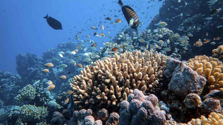 коралові рифи