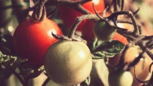 можно ли есть зеленые помидоры